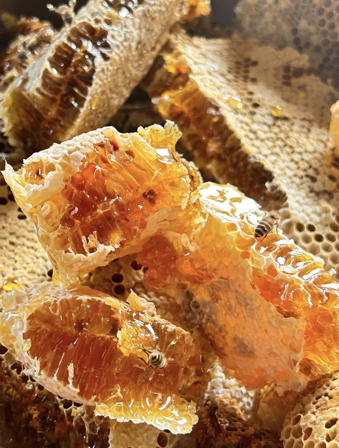 和蜂蜜相冲的食物是什么食物(和蜂蜜可以一起吃吗)