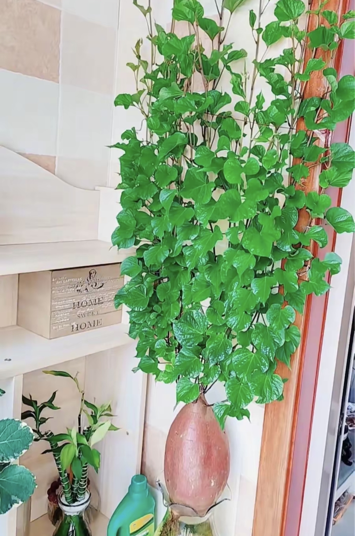 一个女子水培的红薯,长得意外高大,网友:还真别说,长得还挺有观赏性!