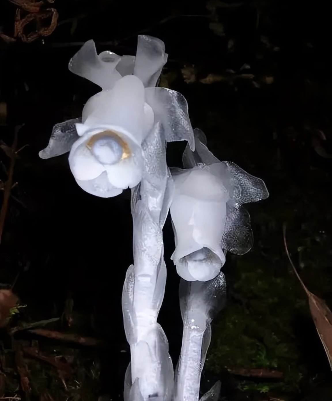 虽然听起来,有点像植物界的"寄生虫",但它反过