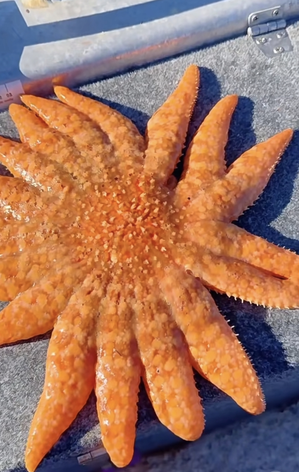 它是世界上已知最大的海星,与别的海星不同,它最多有20多只触角