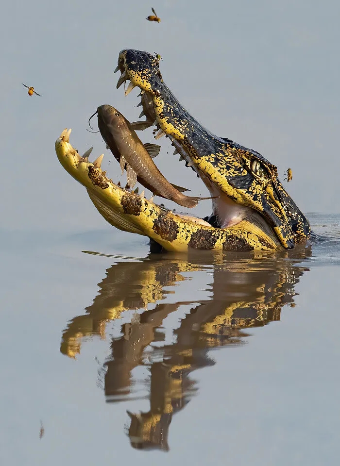 下一秒,这只鳄鱼就要一口吞下鱼获,生存的本能展现得淋漓尽致