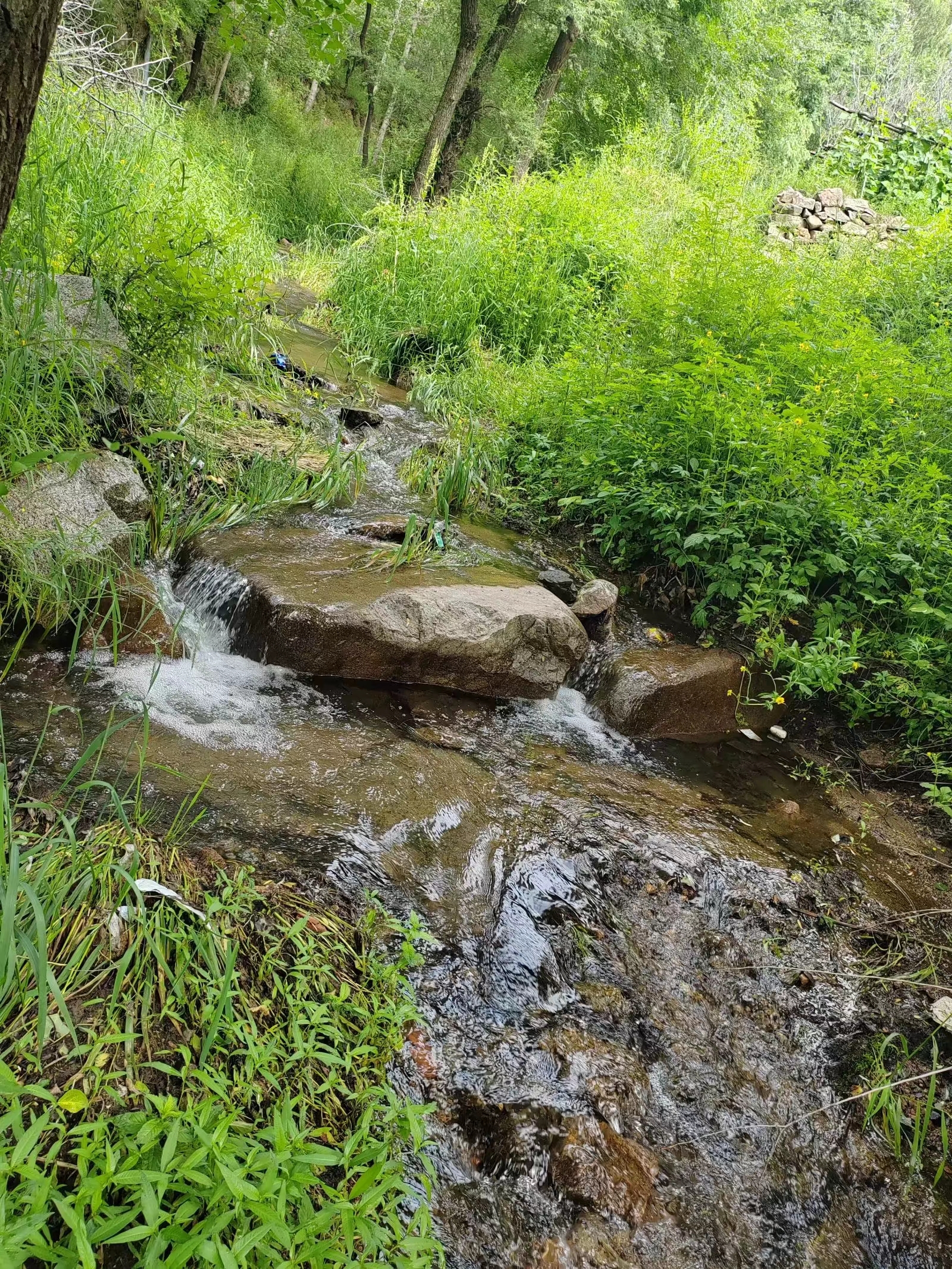 苏幕遮·壑溪幽韵 刘 忠内蒙古赤峰市 碧苔滋青蔓绕