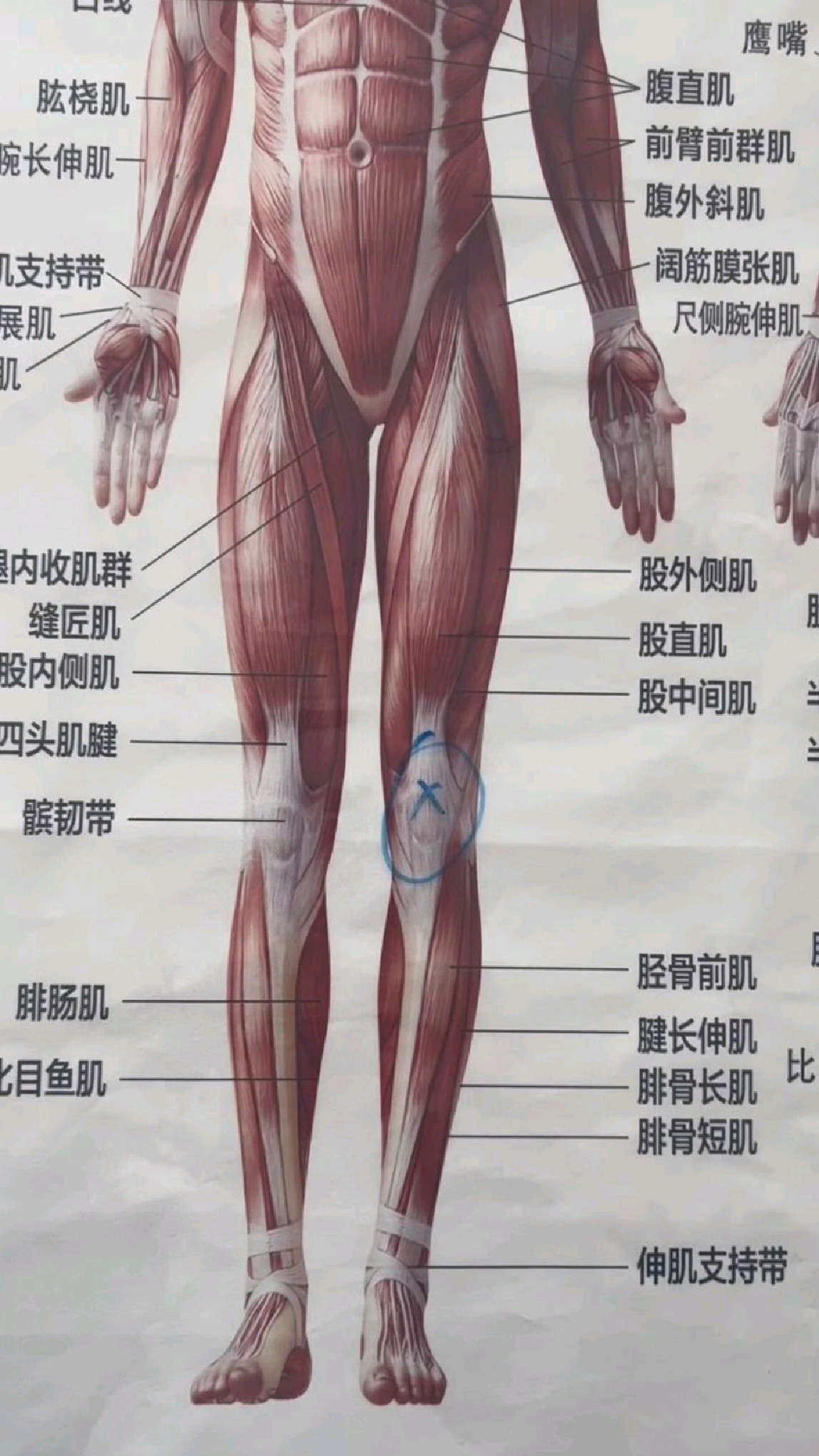 运动后,膝盖上方不适,试试放松大腿前侧