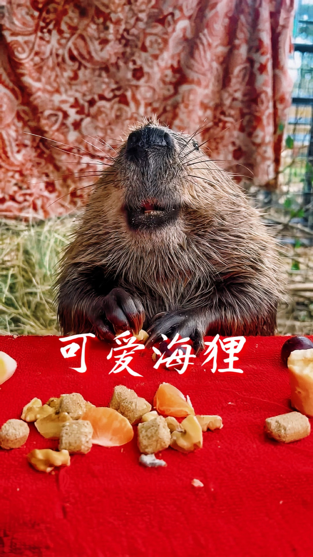 从没见过这么可爱的海狸,真是谁看谁喜欢