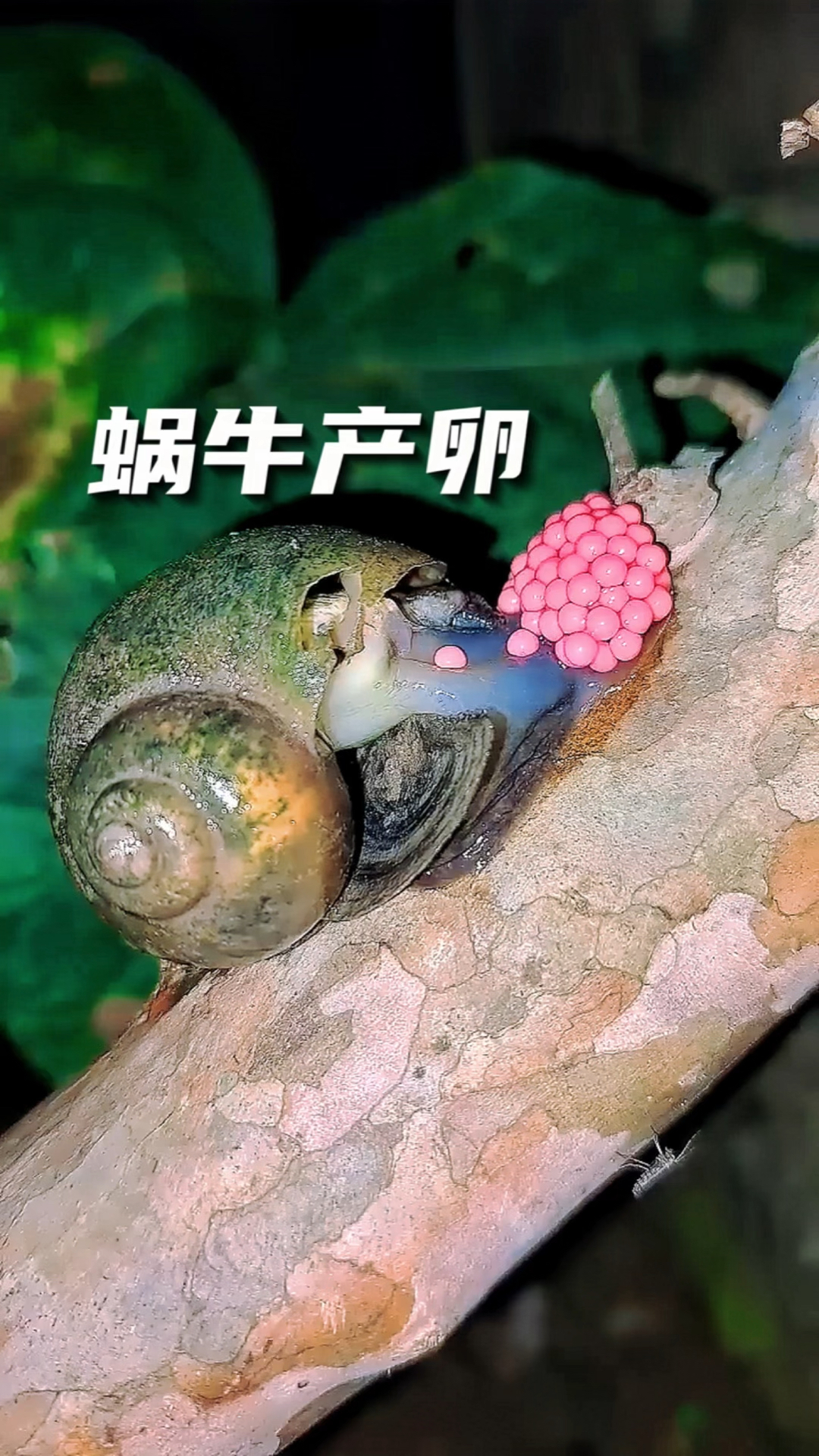 蜗牛产卵,原来是这样的,真是第一次见