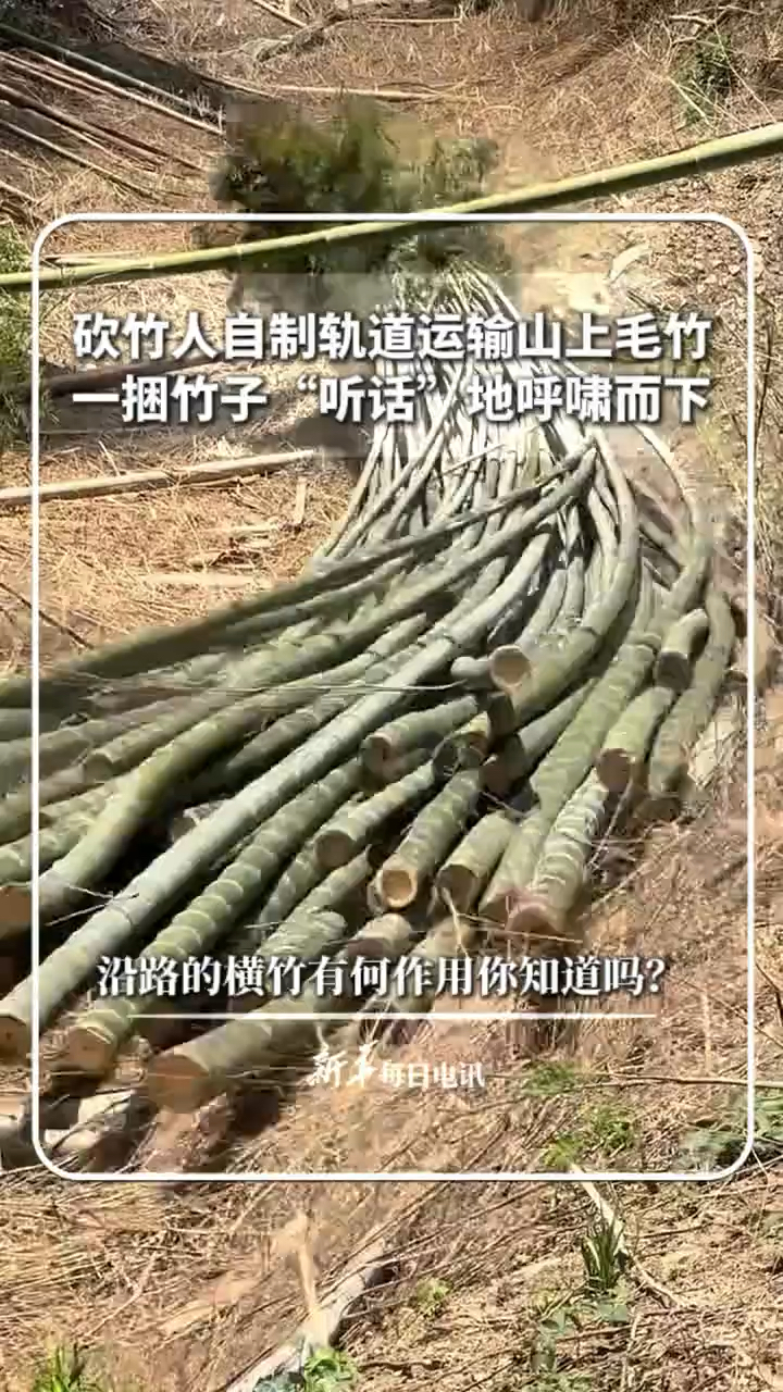 山上毛竹一捆竹子