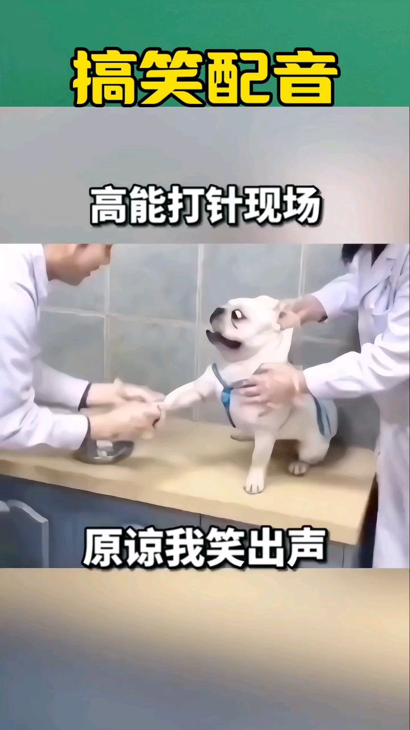 打针一点都不疼哦,动物的迷惑行为搞笑配音