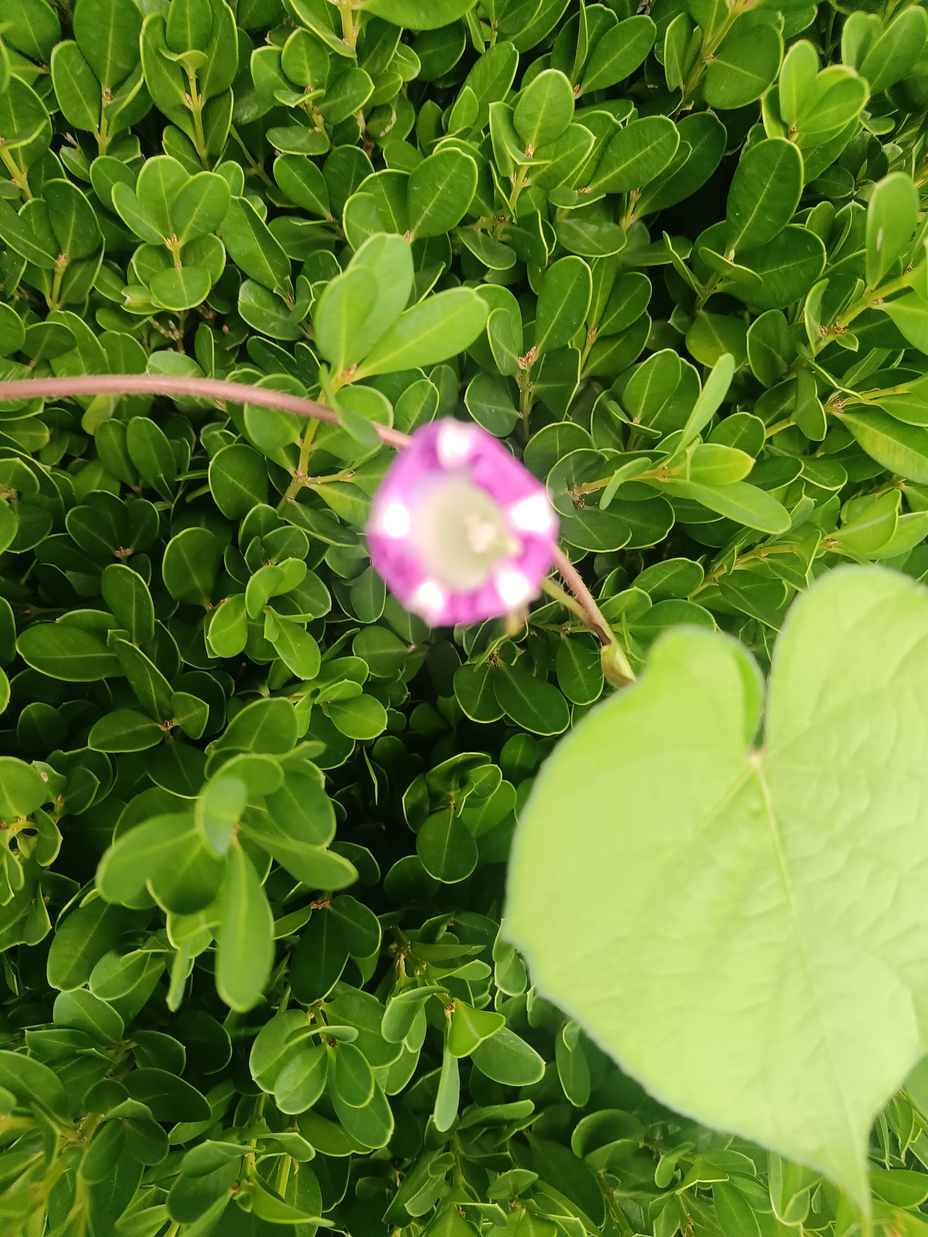 内卷时代来临连牵牛花都卷成这个样子