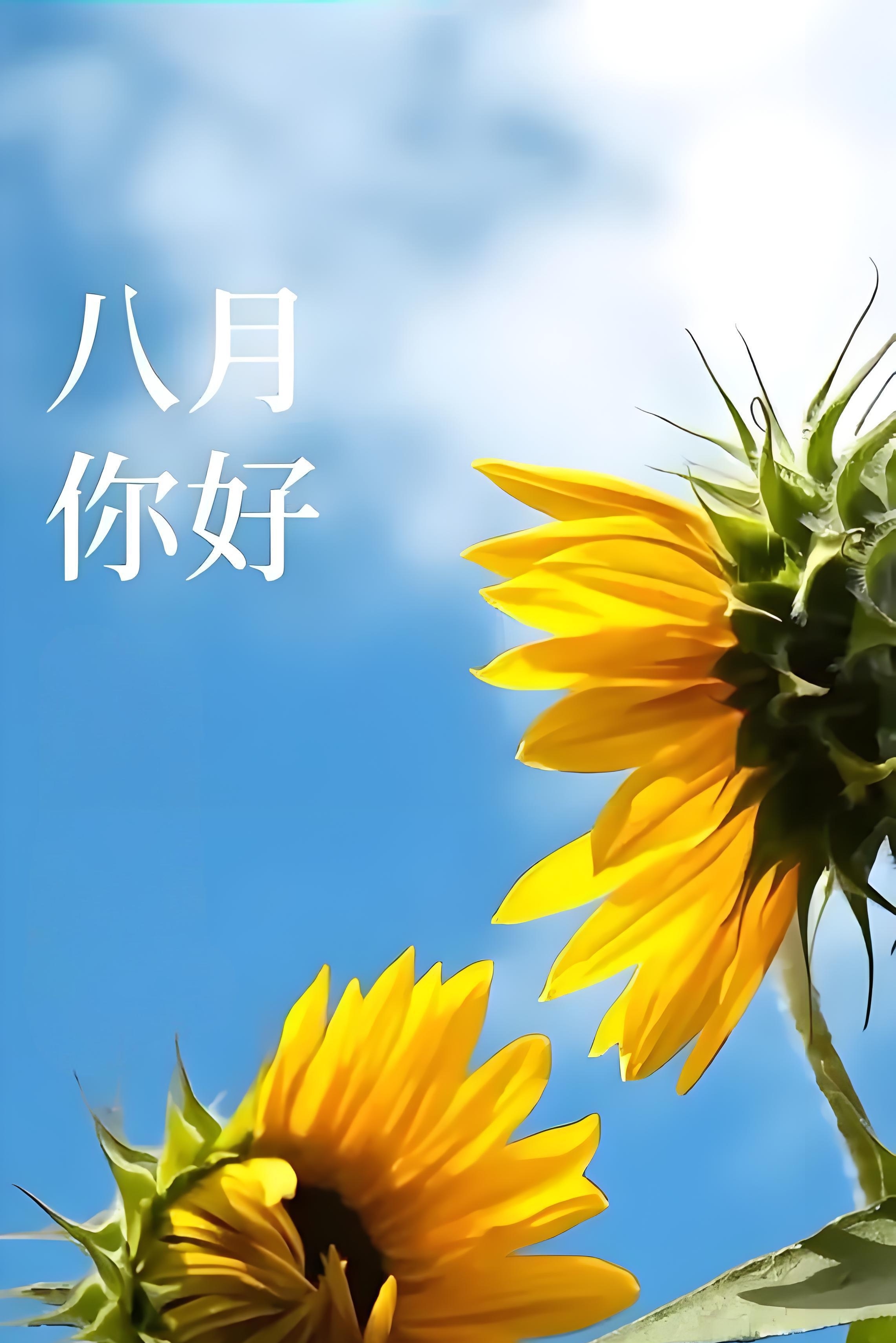 须菩提,走进八月,夏暮秋初,一半是夏花的绚烂