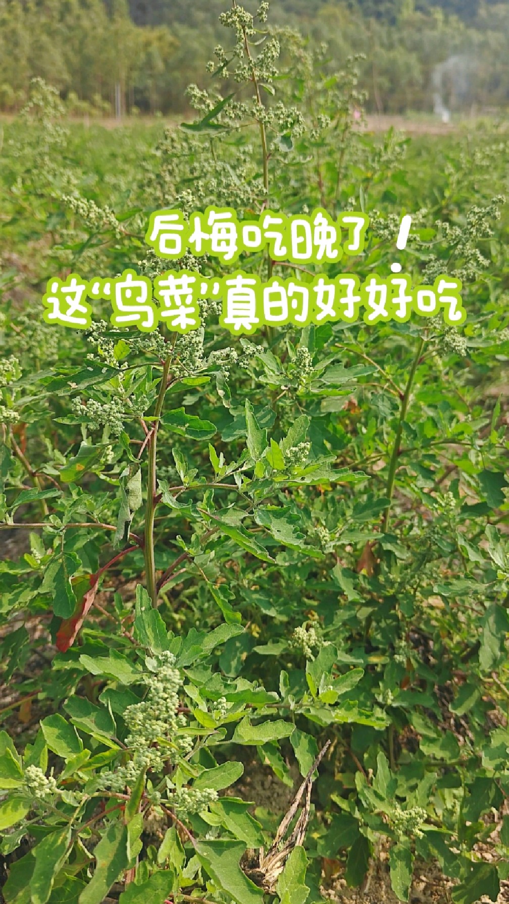 吃了这种"鸟菜"我后悔了!后悔吃晚了,味道居然这么鲜美!