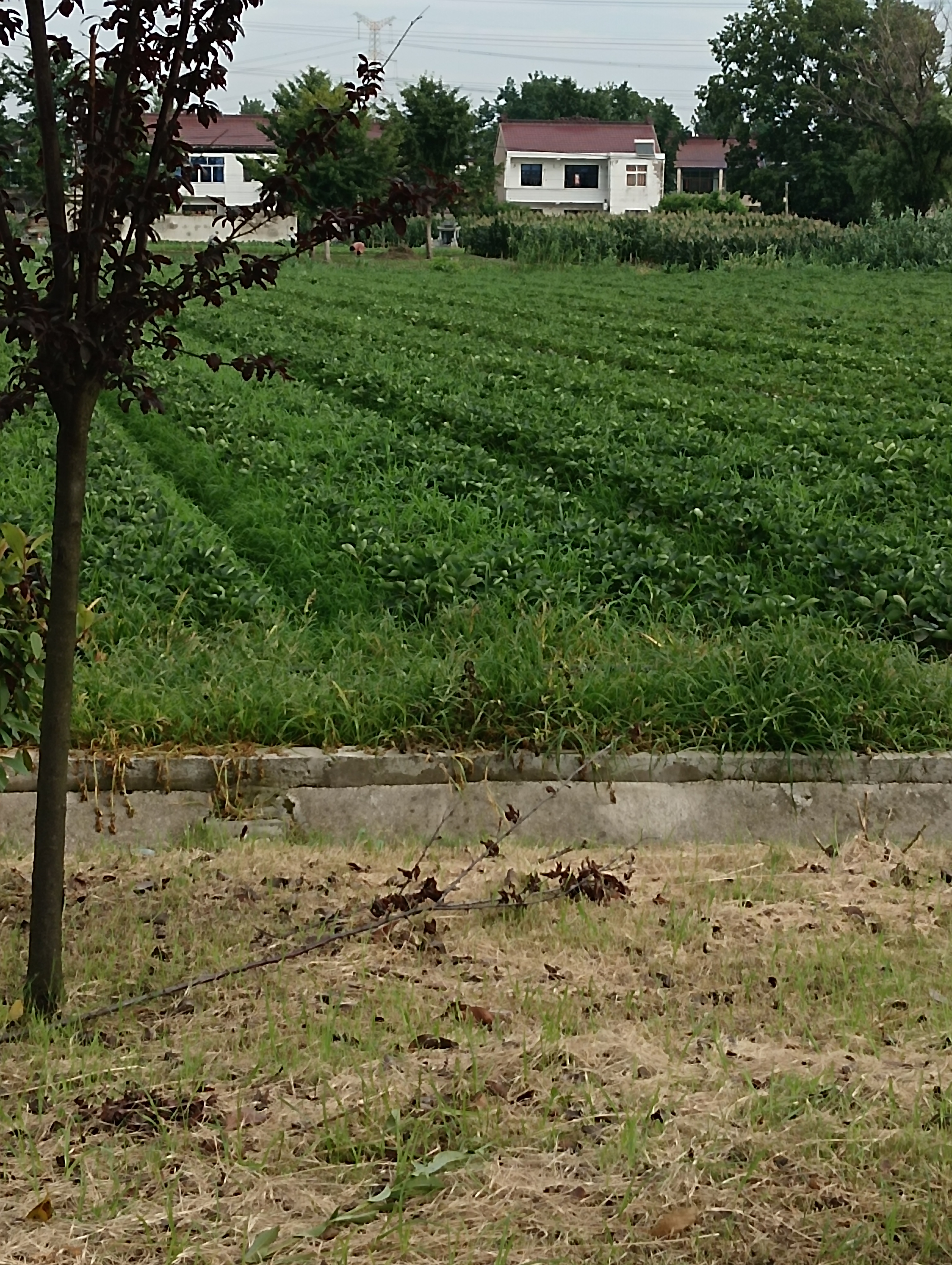 早上路过一片绿油油的菜地其实还不是菜是水果