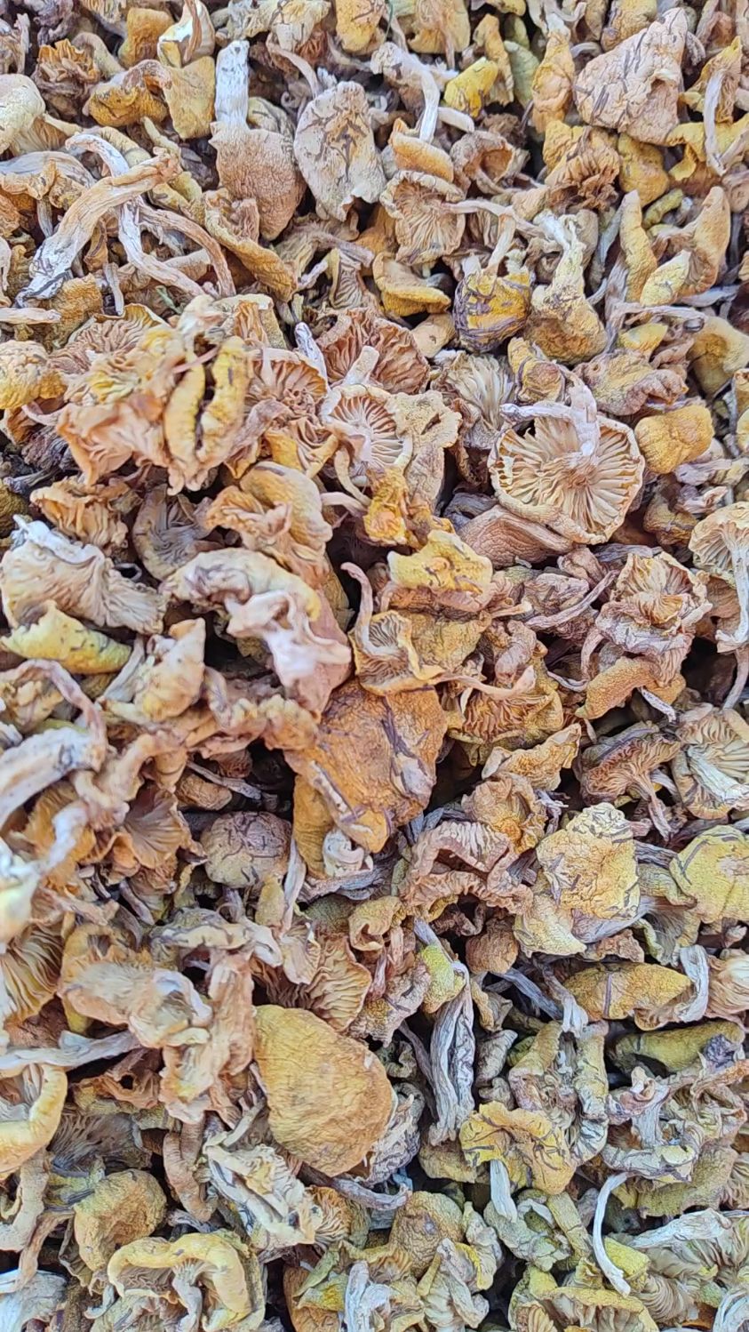 东北小兴安岭野生小黄蘑,包饺子包包子炖鸡炖肉素炒煲汤老好吃啦