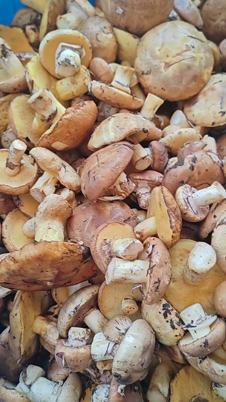 东北小兴安岭野生松蘑粘团子,都是蘑菇丁,马上就快采不着啦
