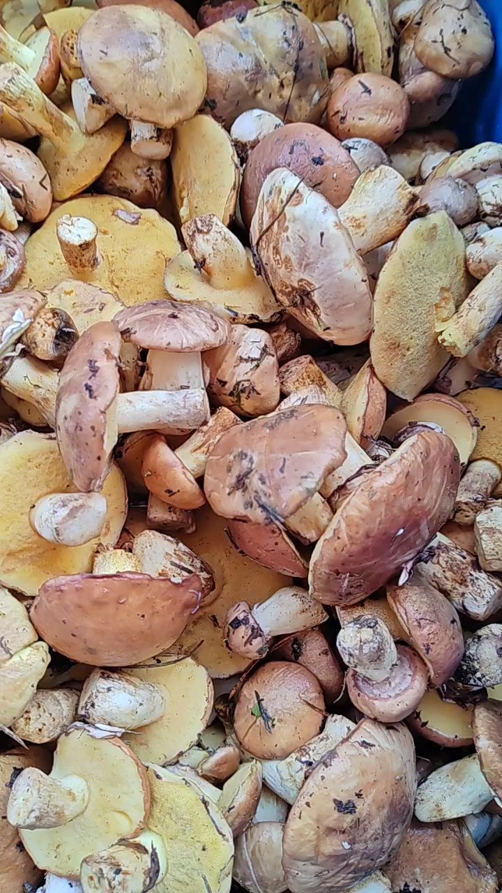 东北小兴安岭野生松蘑粘团子,上山采回来一大筐,最后一茬没有啦