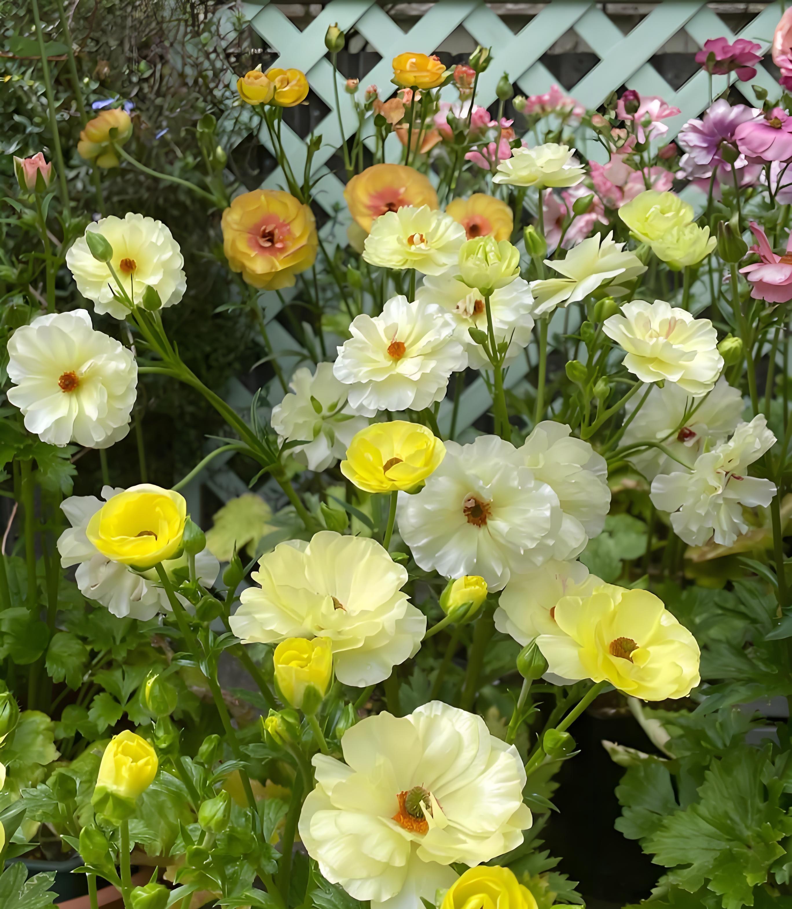 芹菜花才是真洋牡丹?300年春日浪漫你未曾了解