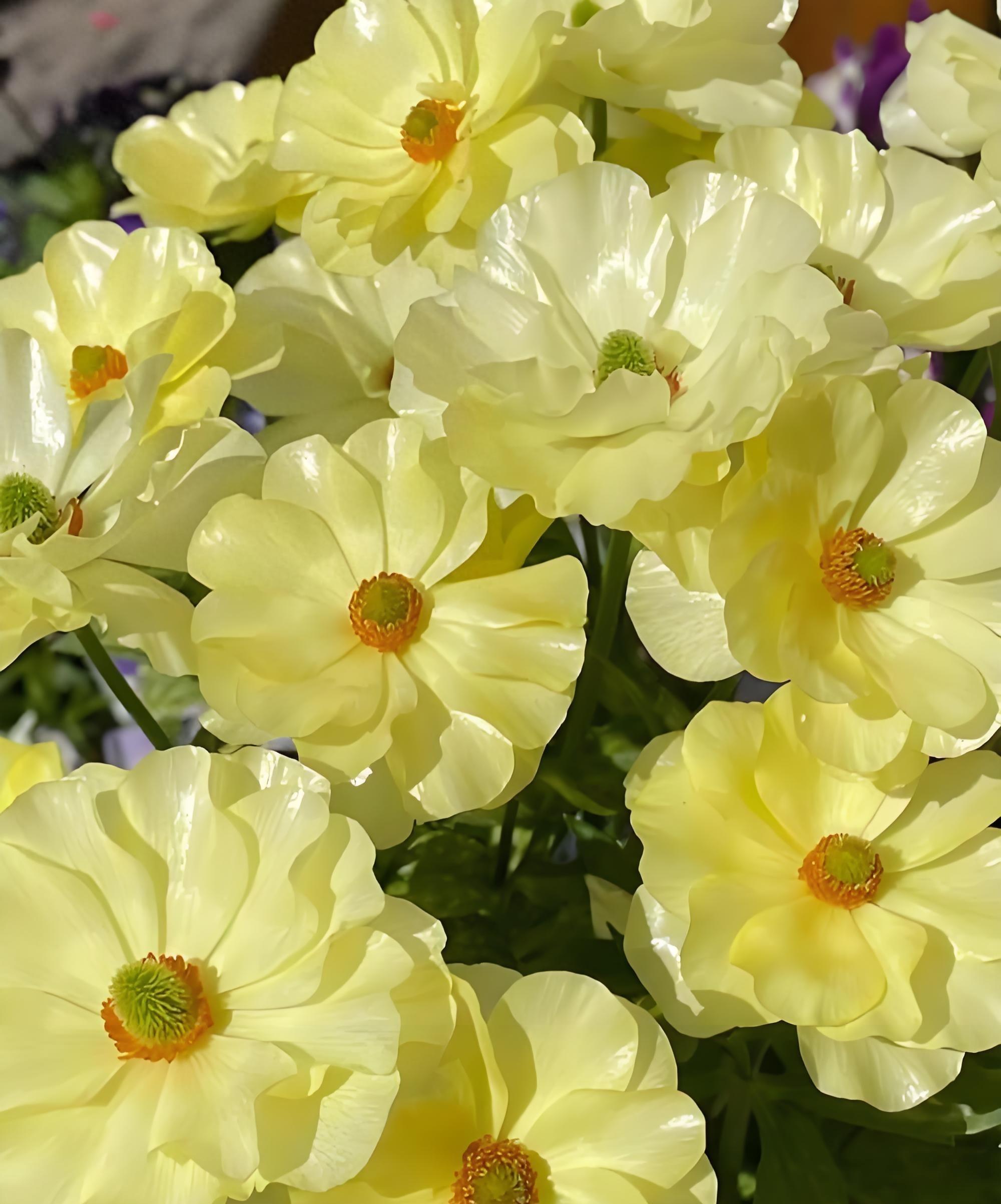 芹菜花才是真洋牡丹?300年春日浪漫你未曾了解