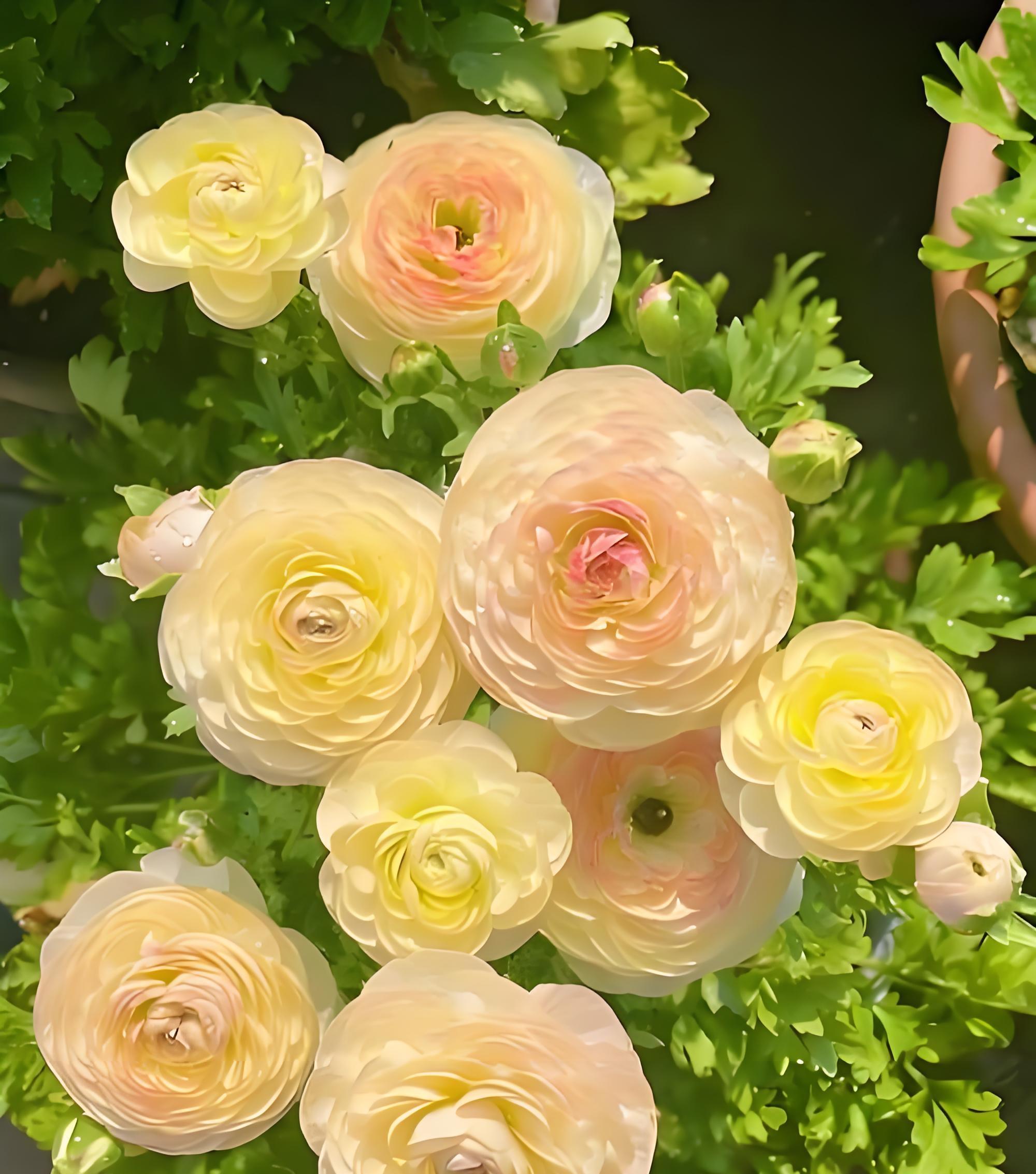 芹菜花才是真洋牡丹?300年春日浪漫你未曾了解