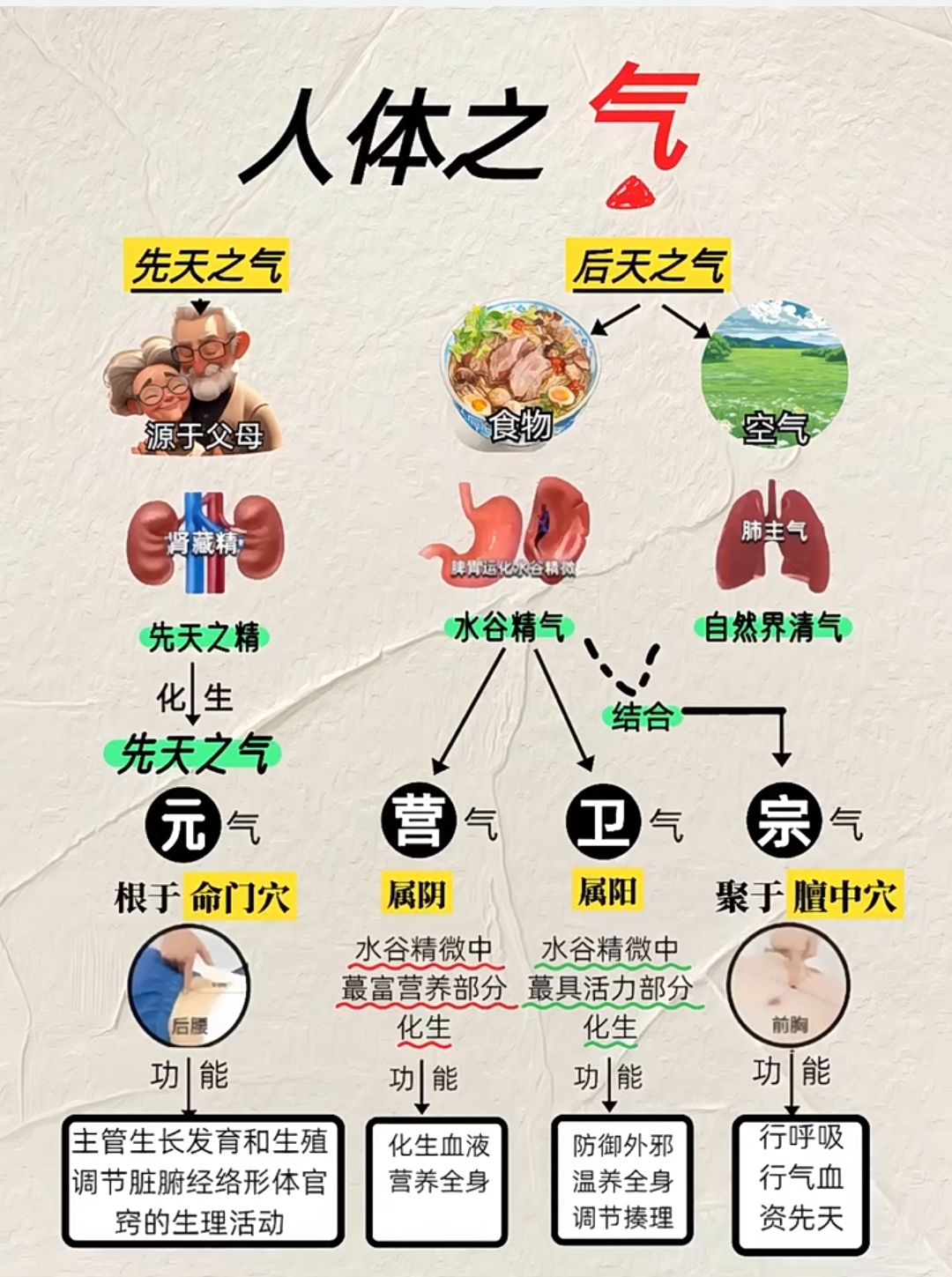 分享《中医基础理论》关于:精,气,血,津液,神的概
