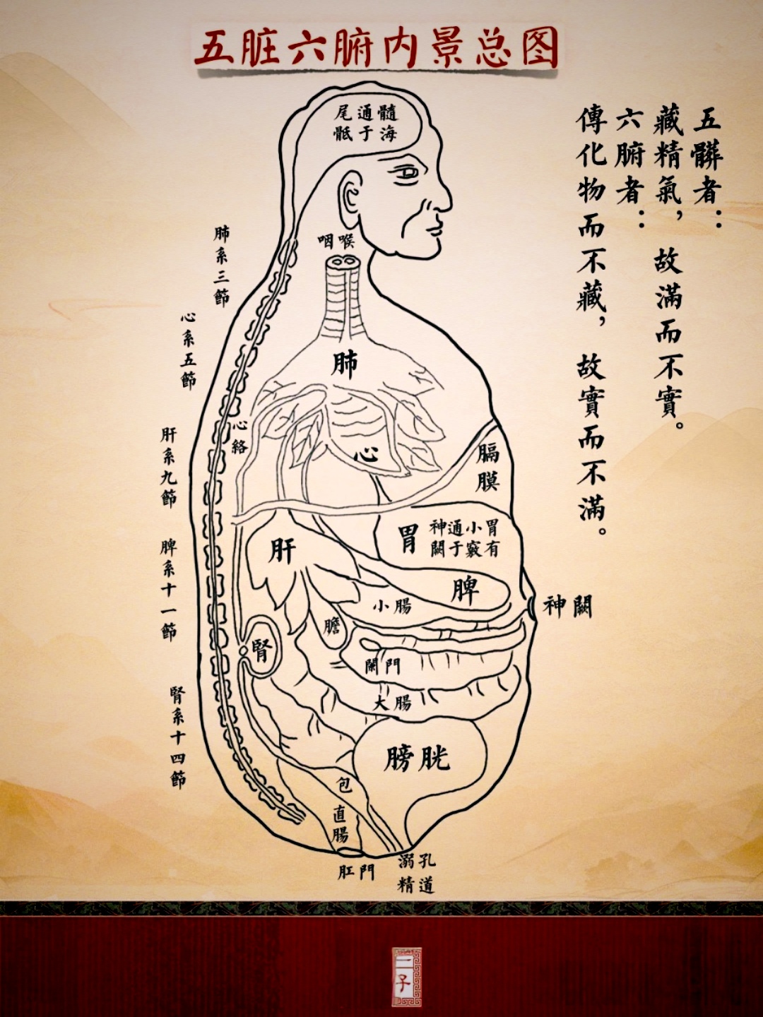 八张图讲透「中医五脏六腑」功能与关系 五脏者:藏精气,故满而不实