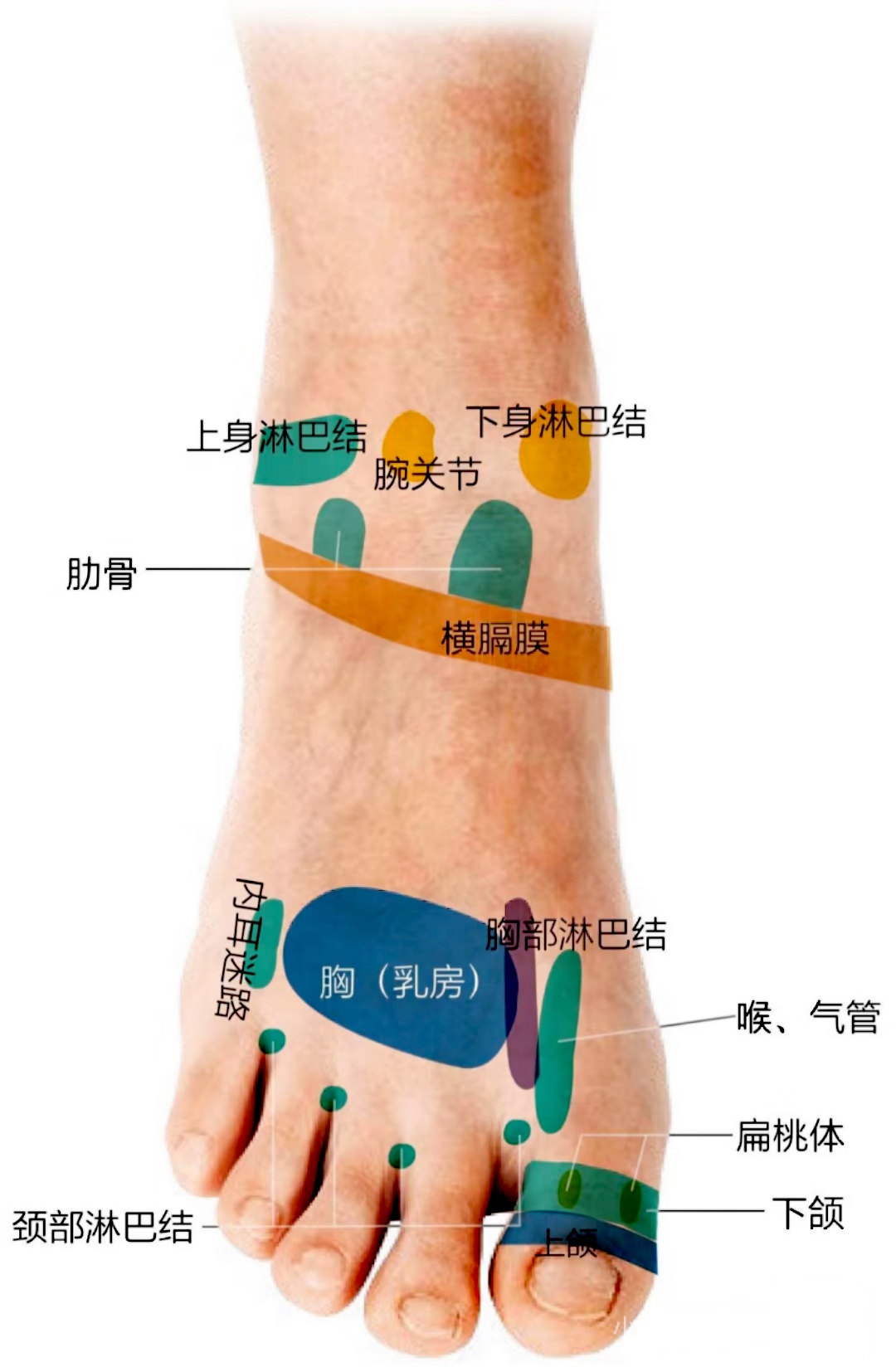 收藏下~脚底反射区 总能用得上睡觉前多按按脚,好处少不了