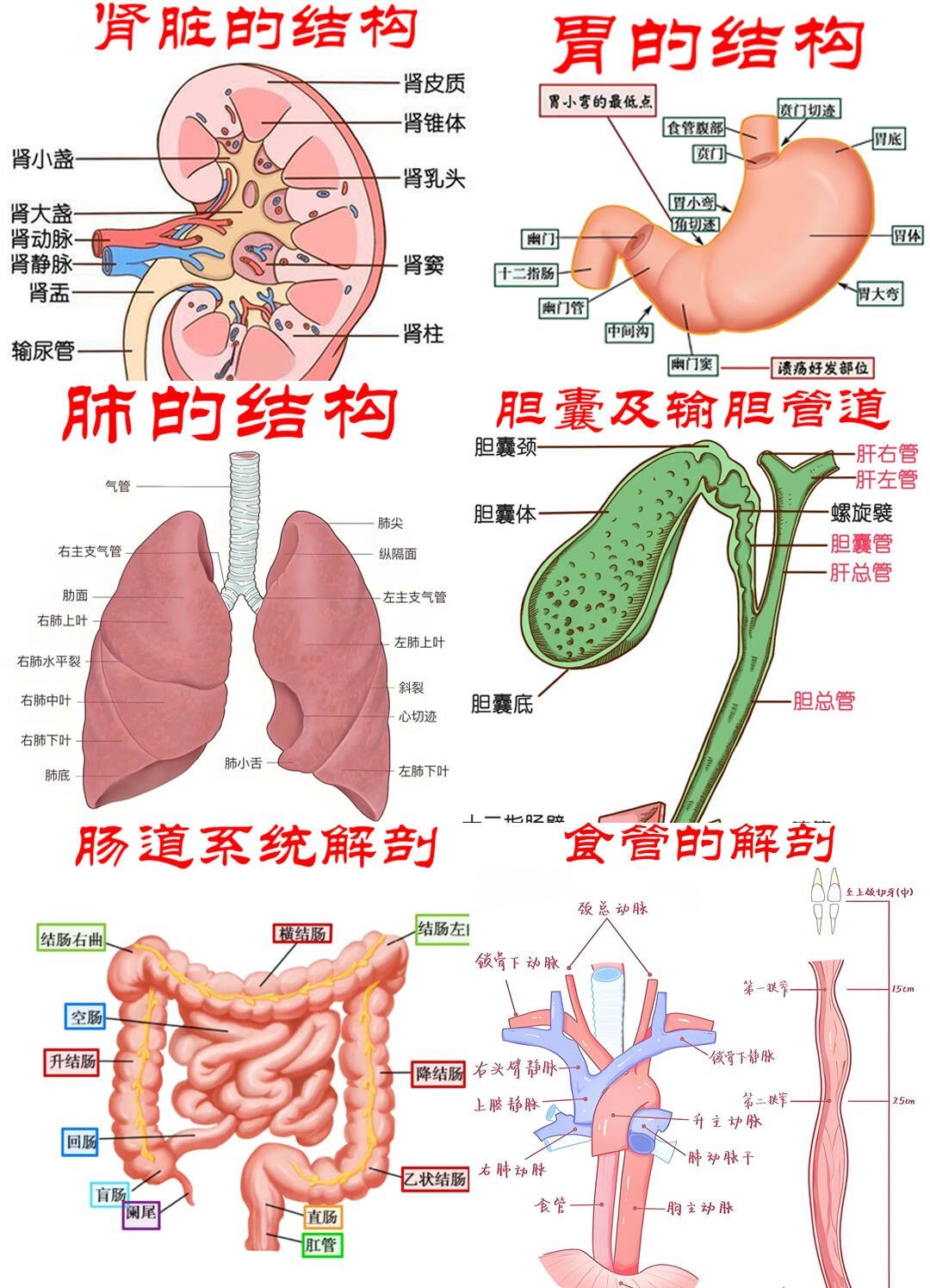 人体内脏结构图,非常直观的剖面
