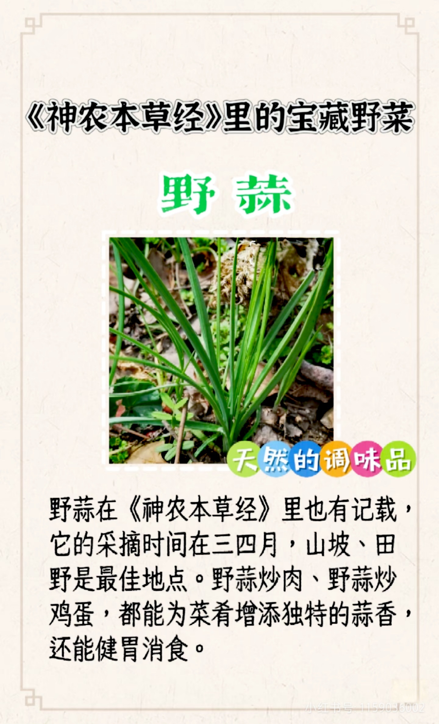 不过,挖野菜的氏笱啦说 功效和作用与心脏有关的野菜梳子草的功效图片