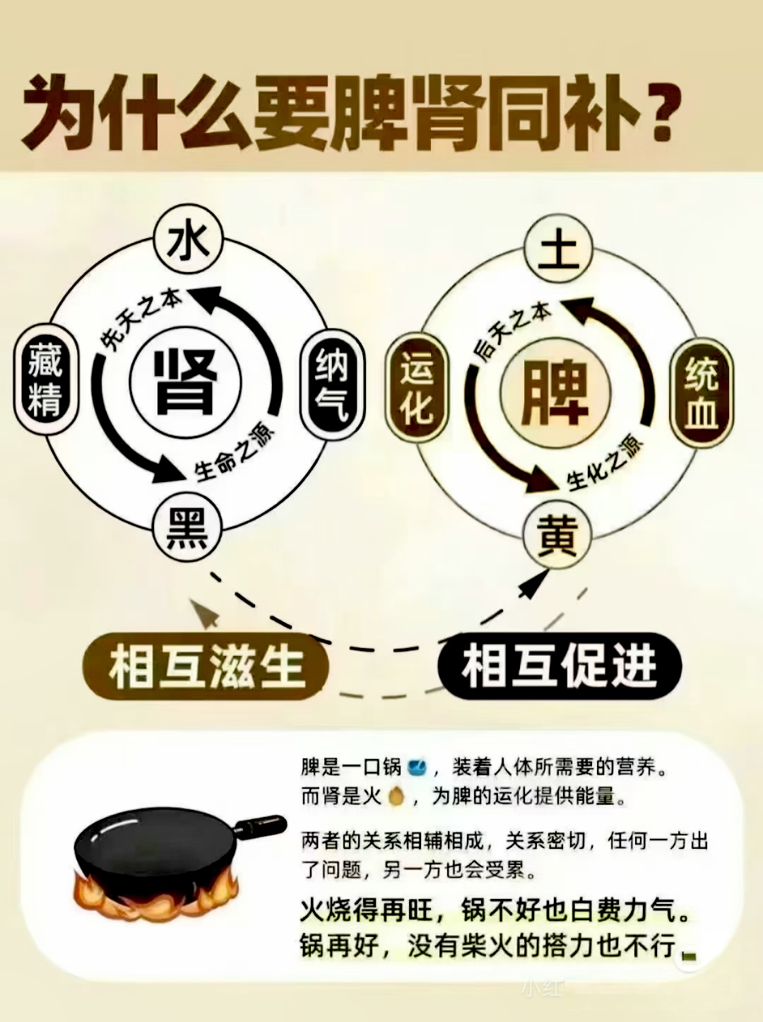 秘中医认为:肾水为液,主纳气为脏腑阴阳之大主,故称为先天之本