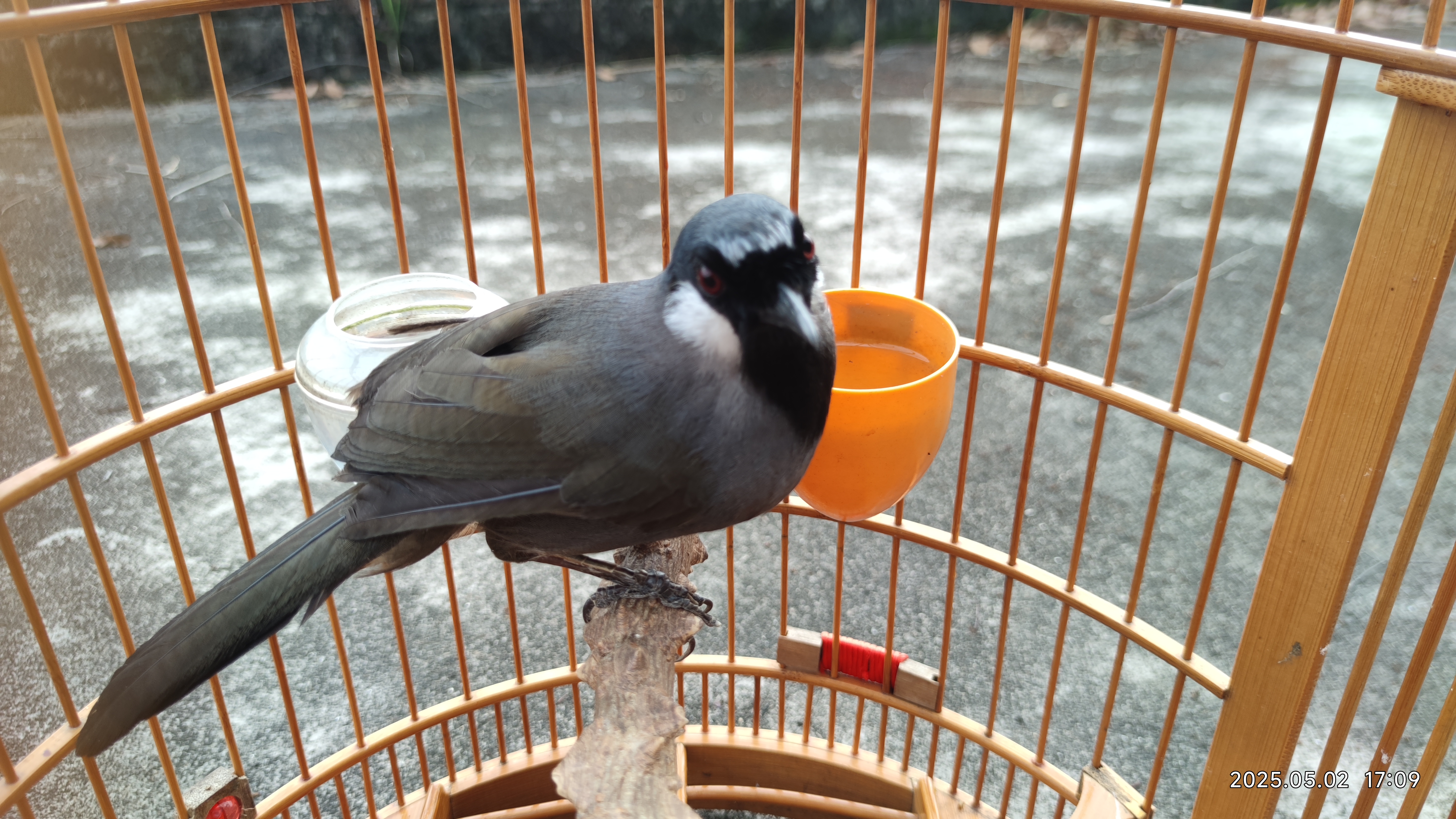 珊瑚鸟的样子如此优秀#动态连更挑战