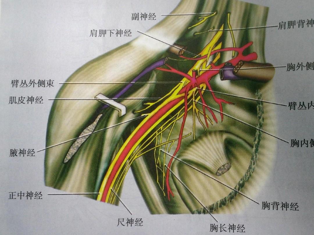 臂丛神经解剖