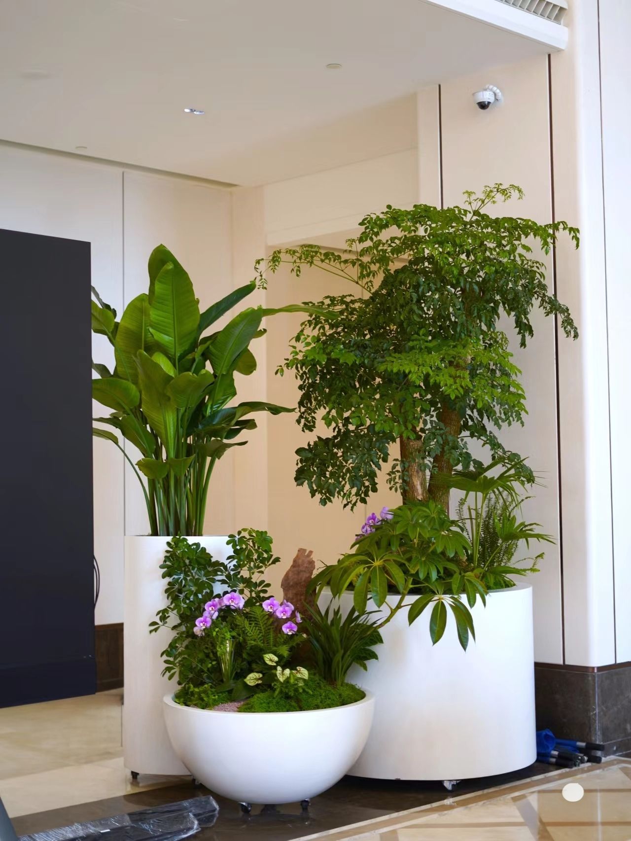 西安绿植租赁,西安花卉租摆,西安新城区绿植租赁