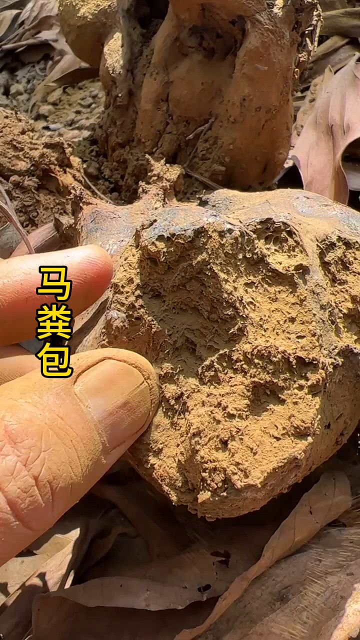 马粪包,也叫牛粪菇