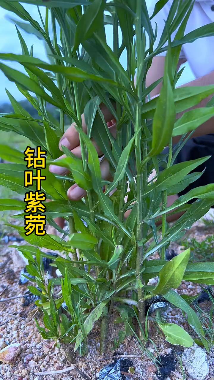 钻叶紫菀,别名泥鳅草,土柴胡等等,你们认识这种植物吗?