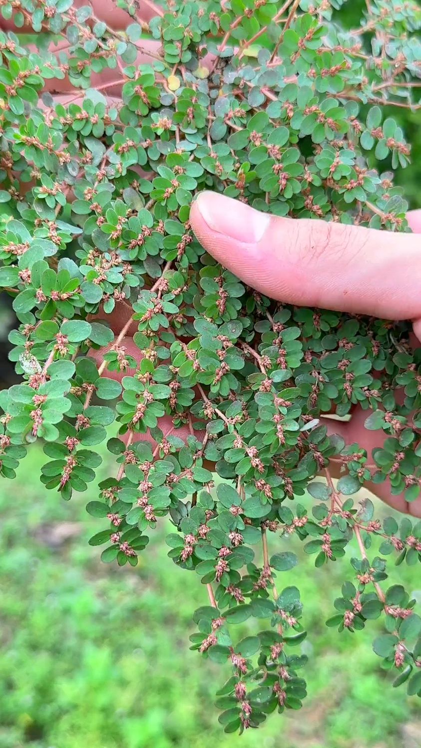 地锦草又名奶浆草,折断它的茎秆会流出白色的汁液
