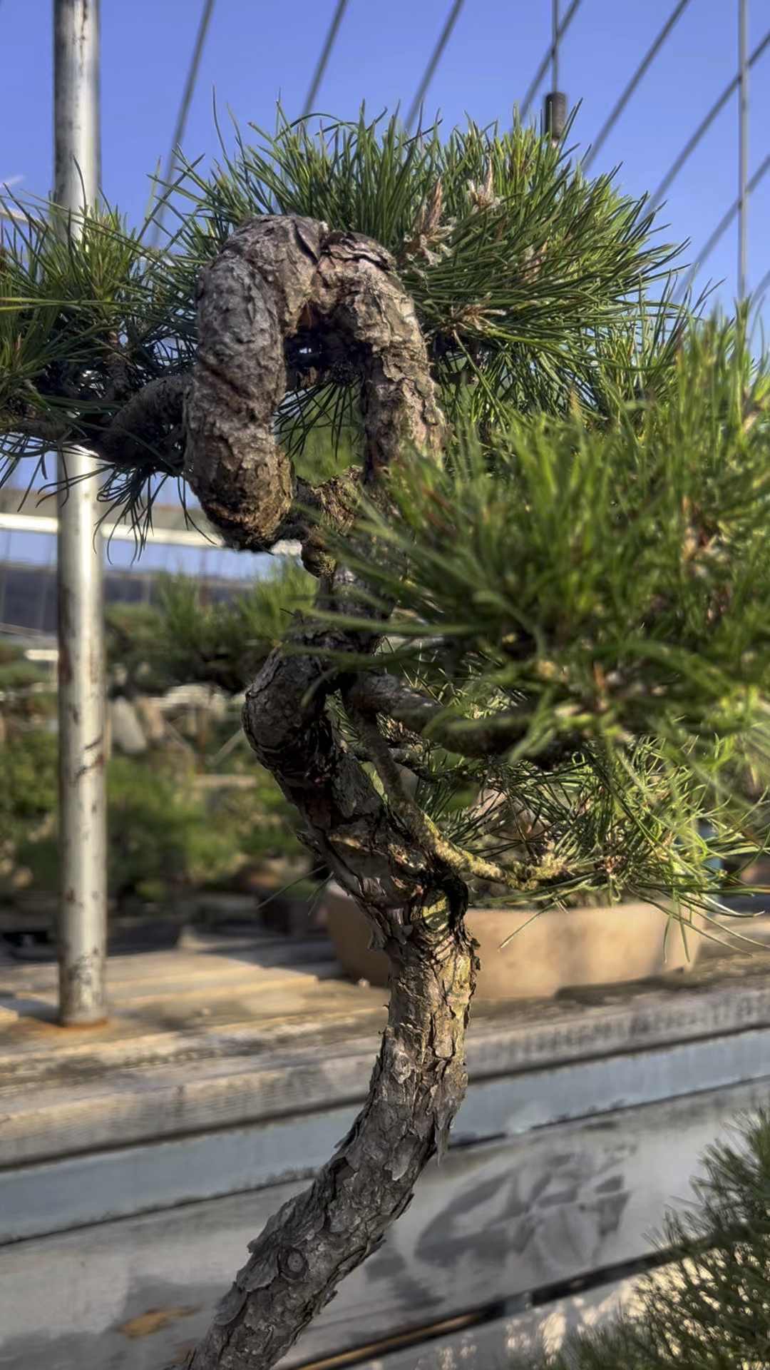 精品文人小岱赤松