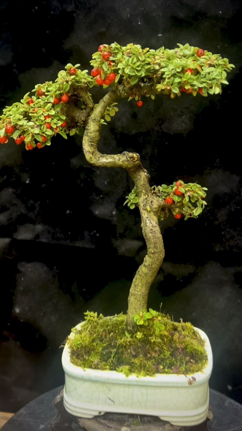 精品造型珍珠荀子盆景