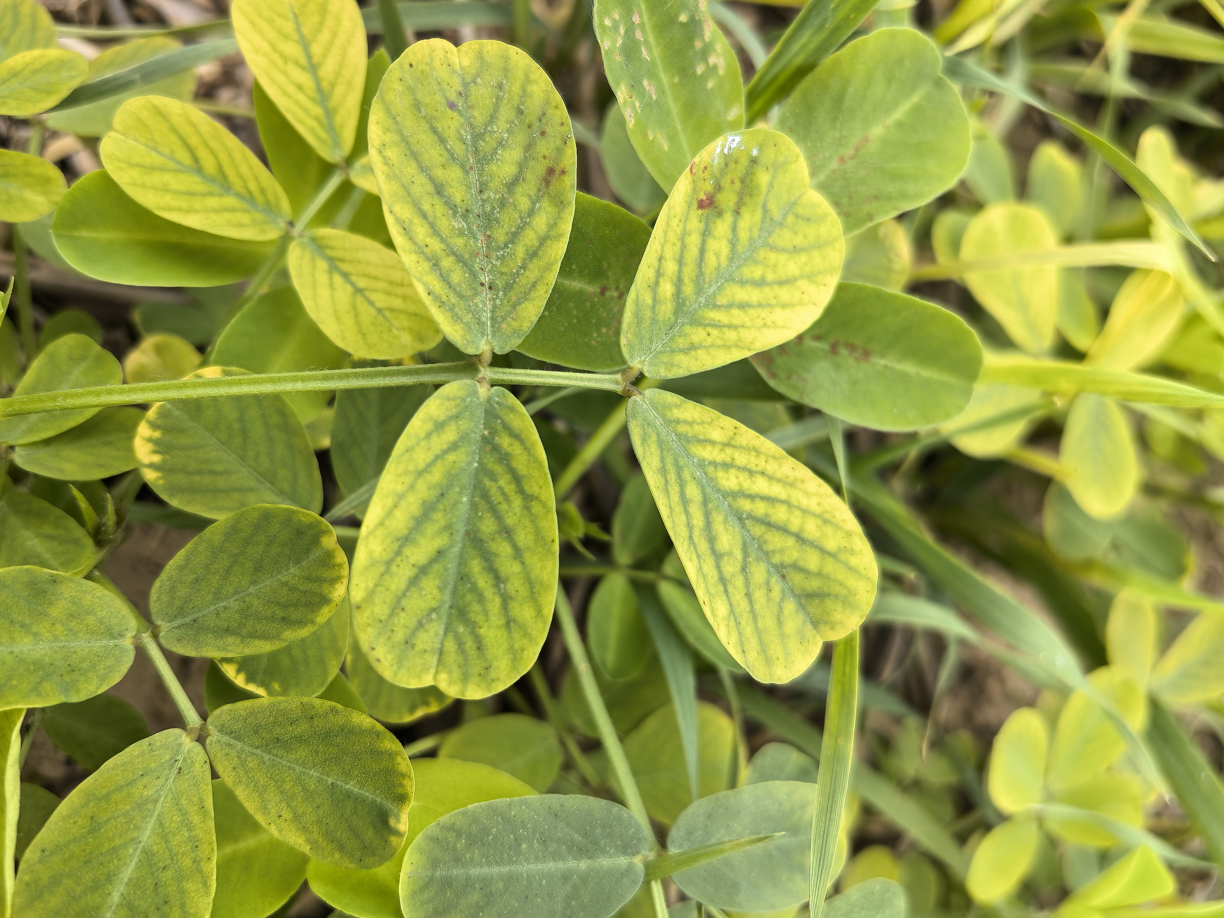 大雨之后的花生,极易出现叶片发黄的现象,且发黄症状较多,有整个叶片