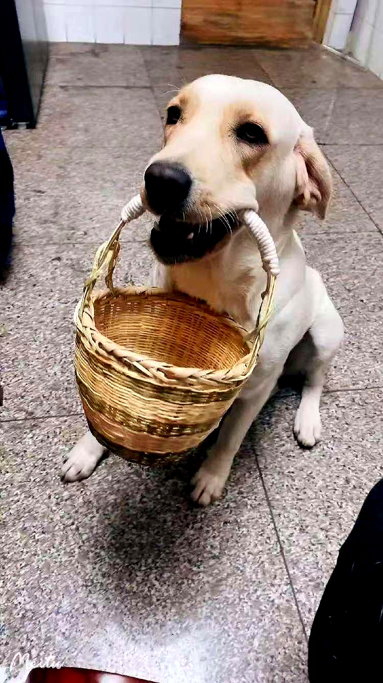 这只狗狗非常聪明,我们每天都能看到它叼着个篮子来买早饭