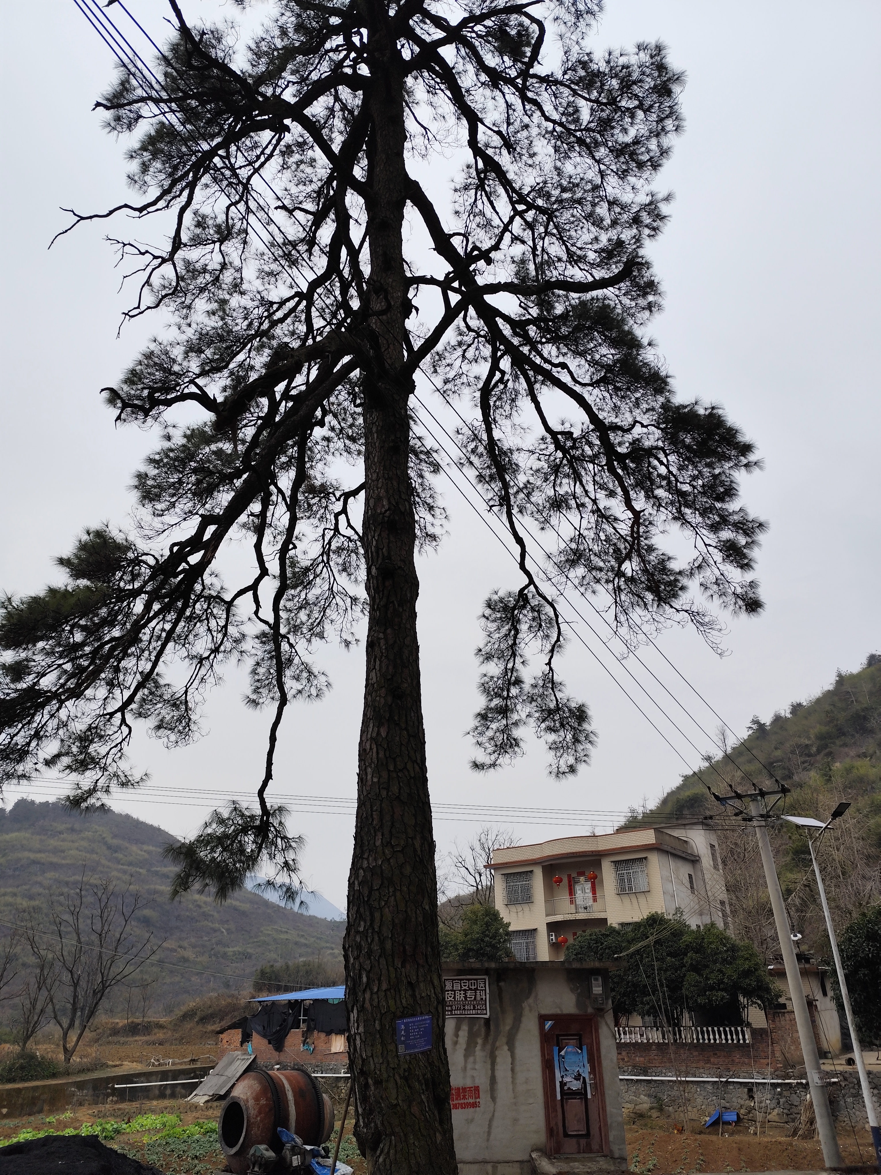 百年古松树