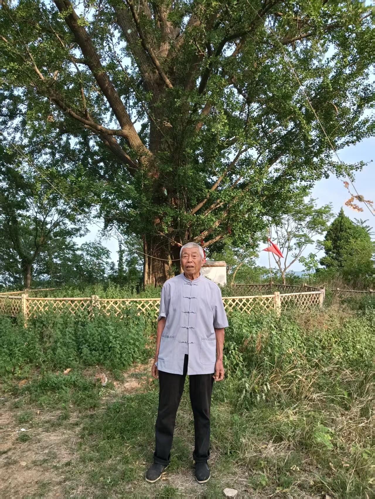十八岁时见过的白果树