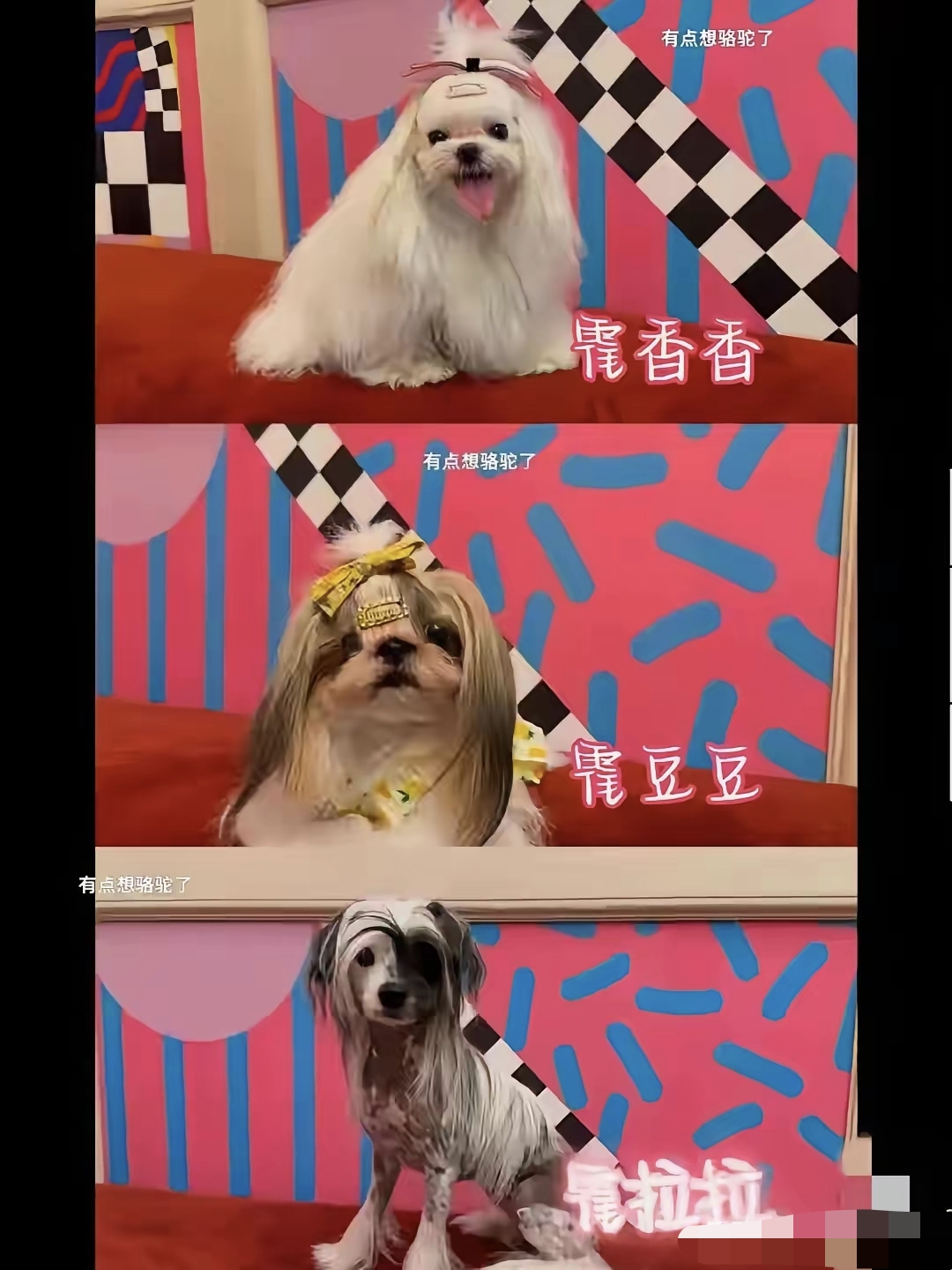 霍思燕带西施犬拿下国际犬展总冠军