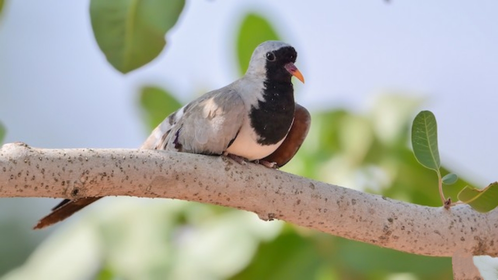小长尾鸠鸠鸽科鸟类
