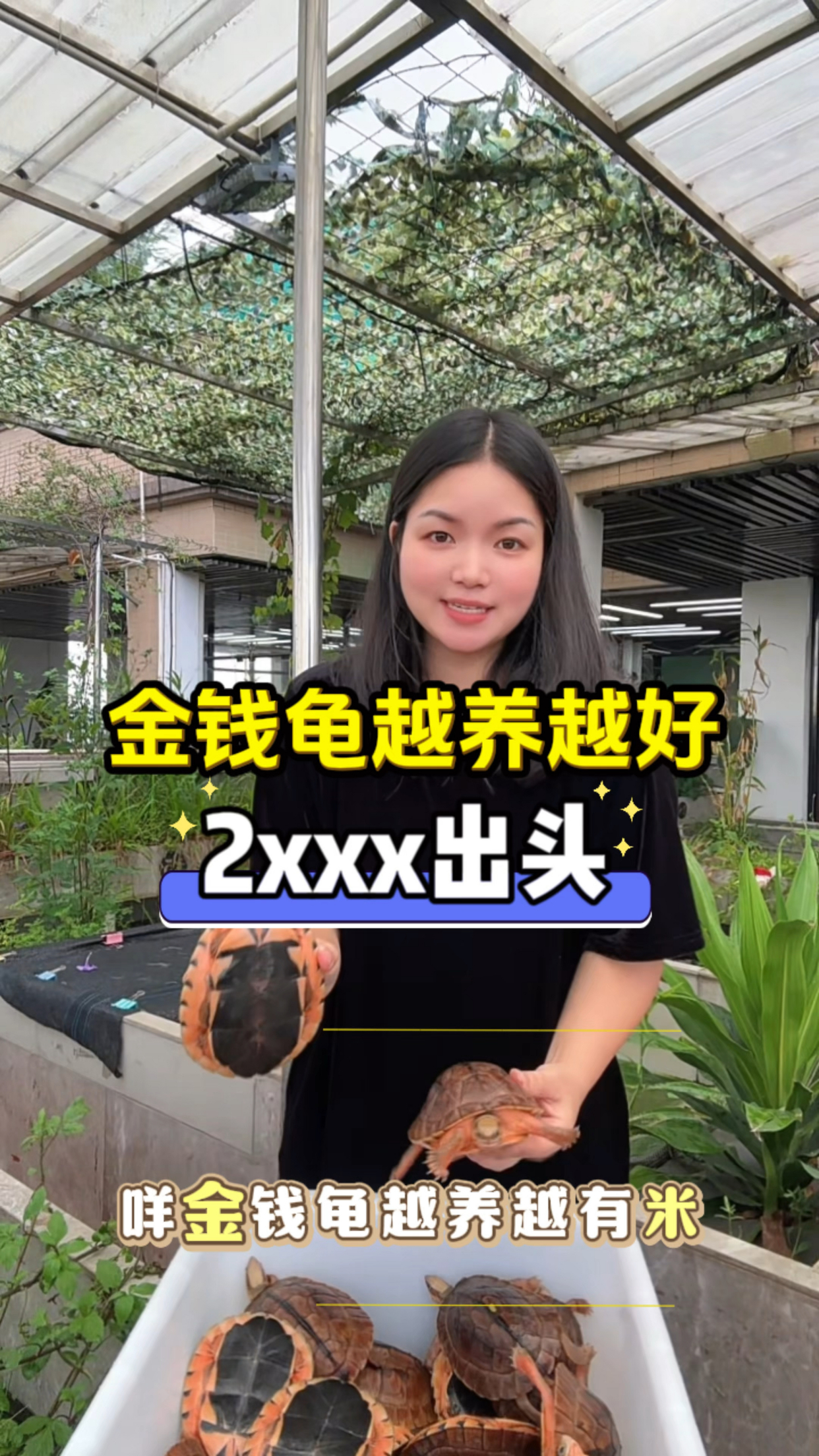 金钱龟越南大米底大只又好养