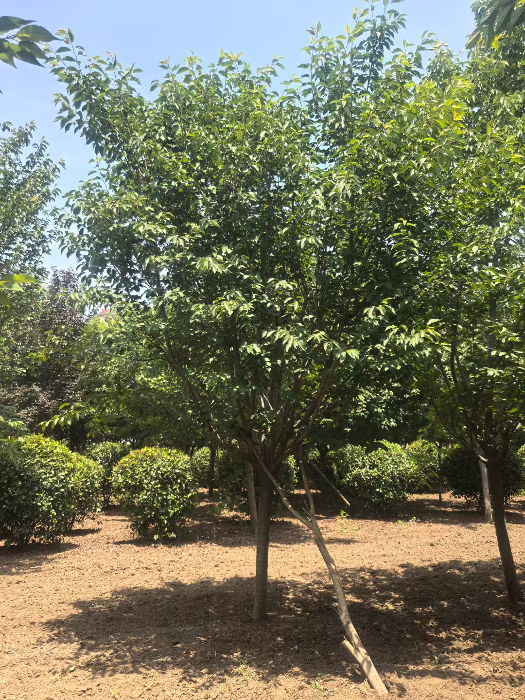 晚樱用它的绰约风姿悠然花期园林之美与文化内涵在春日的舞台上