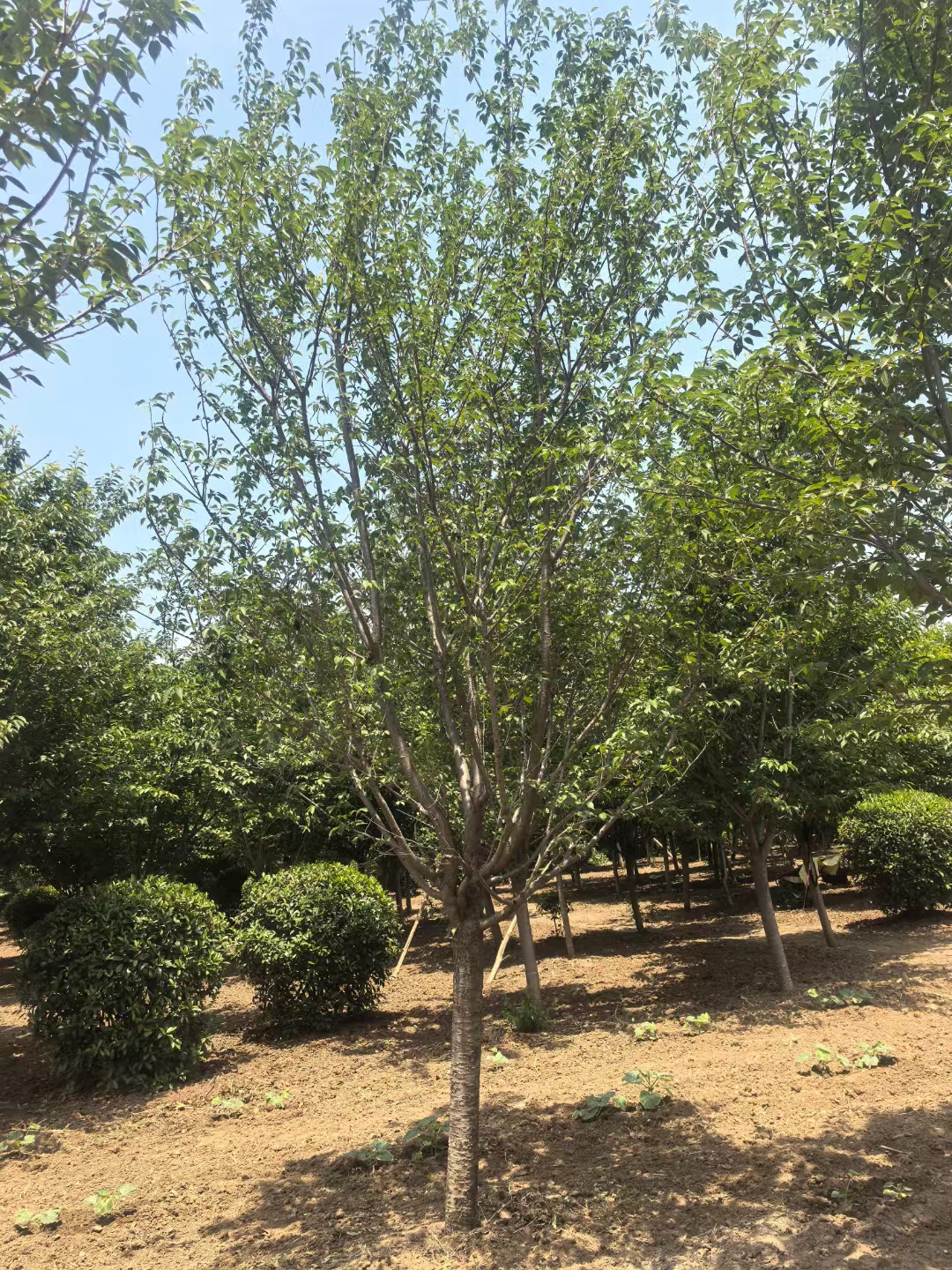 晚樱用它的绰约风姿悠然花期园林之美与文化内涵在春日的舞台上