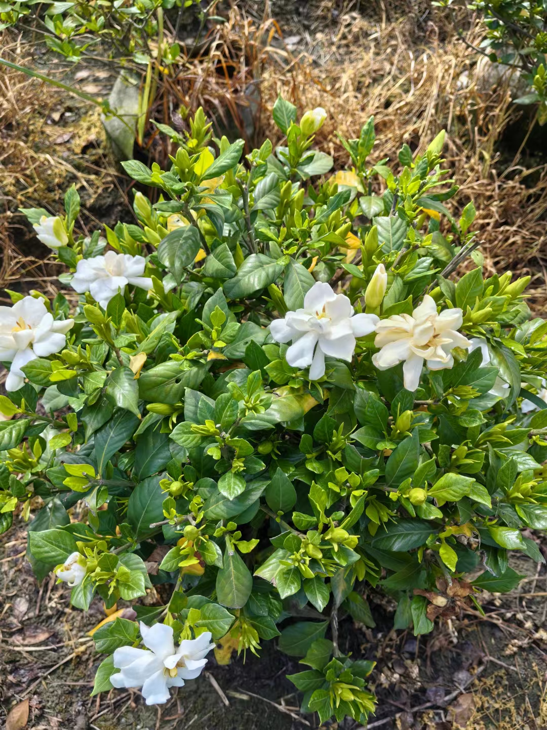不与群花争艳栀子花以素白为裳将东方美学的留白与清逸诠释到极致