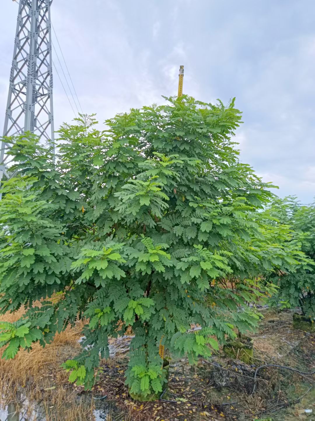 黄槐丛树叶子,黄槐树叶子图片大全