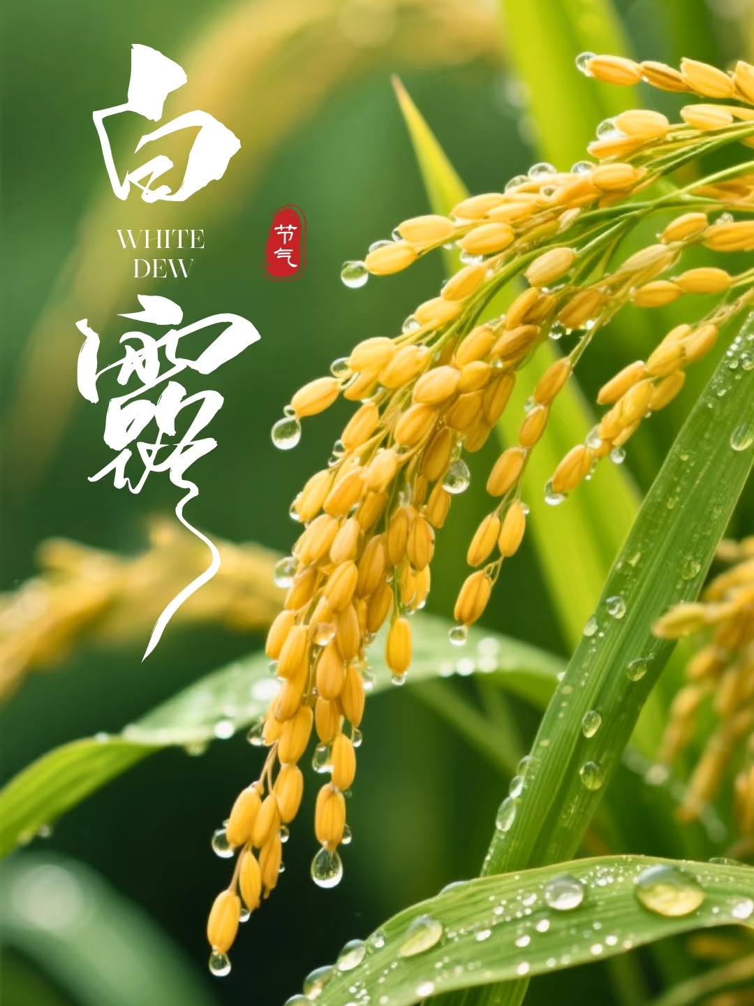 30条适合白露节气发的朋友圈文案句句温暖治愈