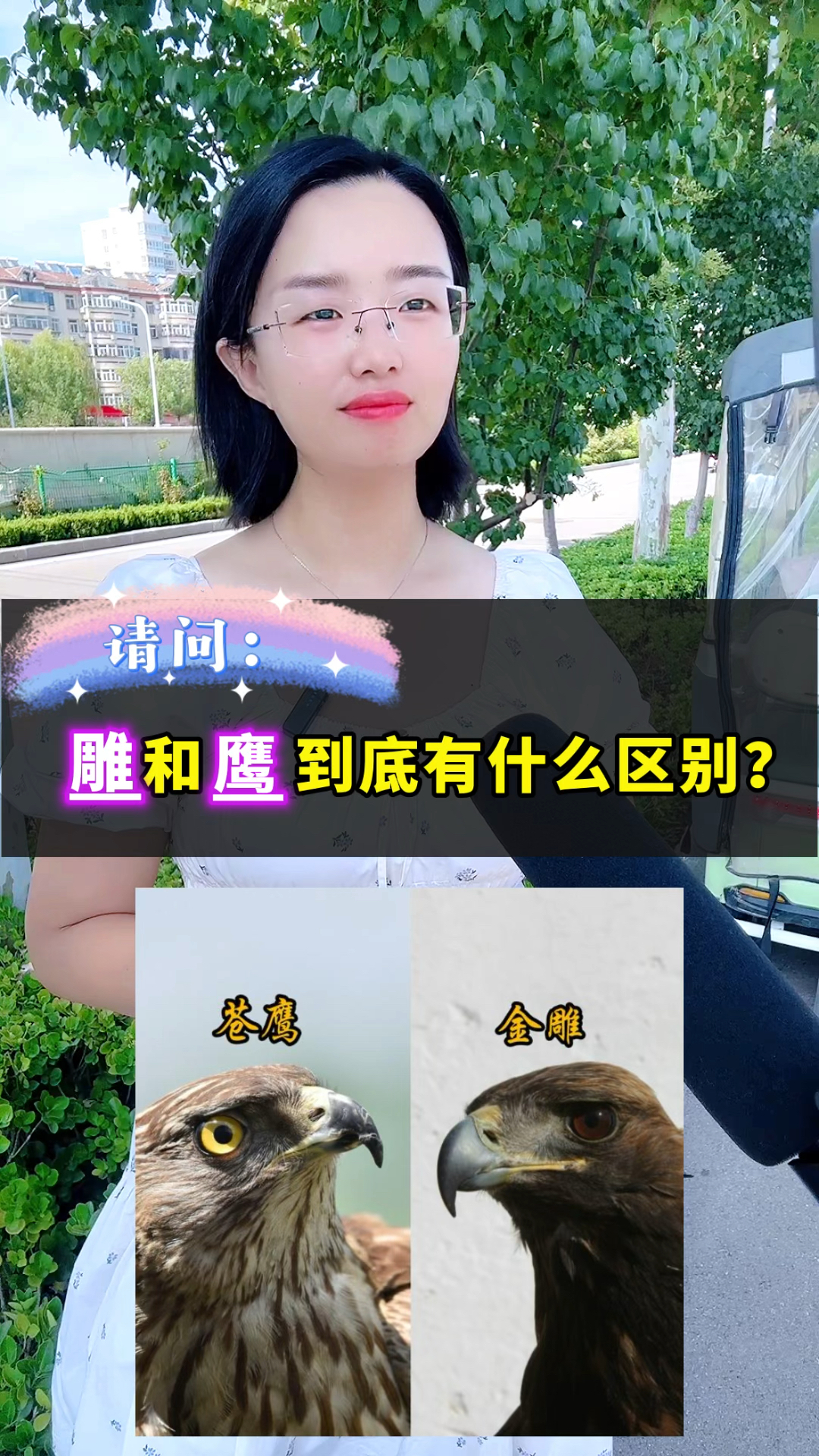 雕和鹰到底有什么区别?
