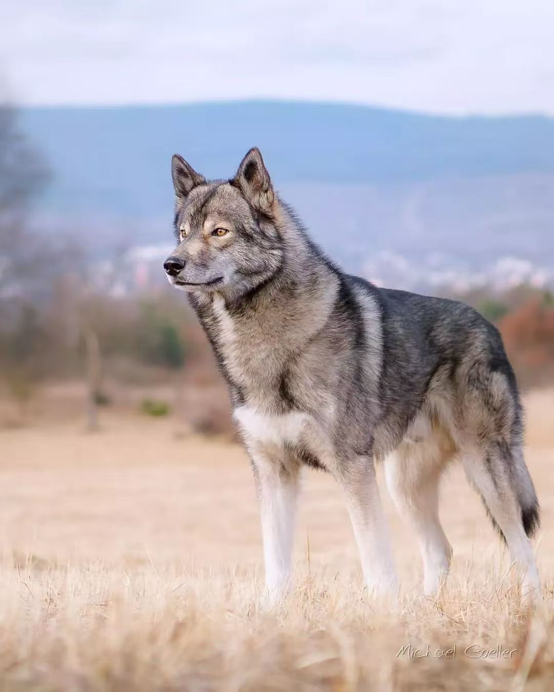 帅到是狼是狗分不清!貌酷似狼,却藏着一颗哈士奇般逗趣的灵魂