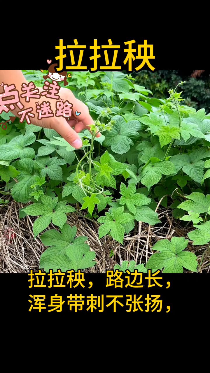 拉拉秧学名葎草,别名:拉拉藤,锯锯藤,活血草,剌剌央
